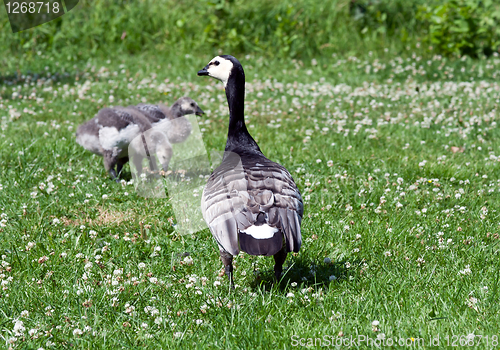 Image of duck with large ducklings