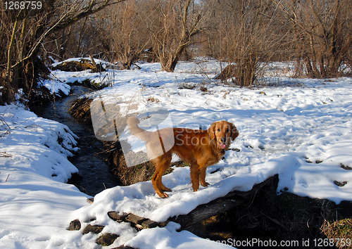 Image of Dog on snowy bridge