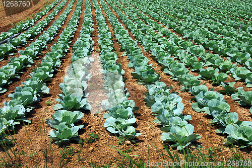 Image of Cabbage field