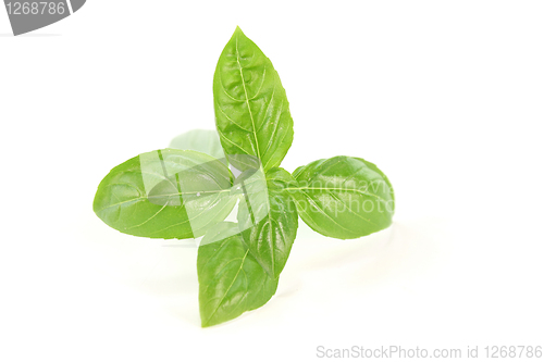 Image of Basil