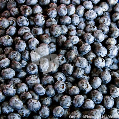 Image of Blueberry