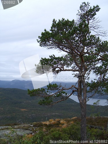 Image of Tree on mountain