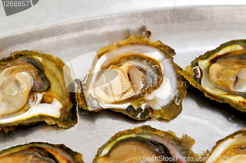 Image of Oysters shells