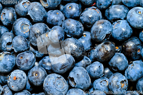 Image of Blueberry bunch
