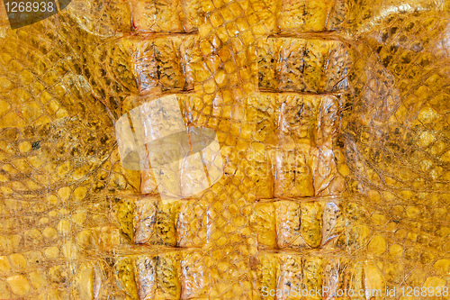 Image of Alligator skin