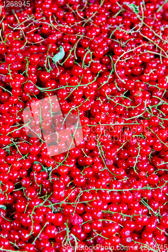 Image of Red currant