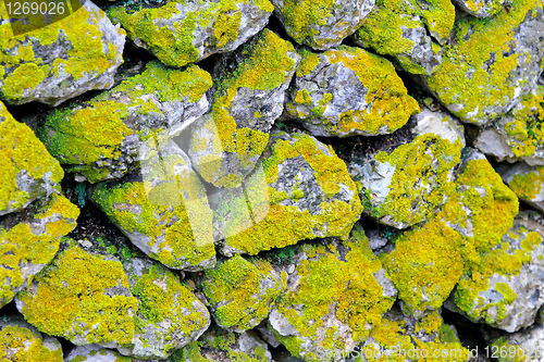 Image of Moss wall