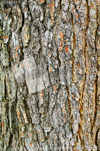 Image of Tree bark