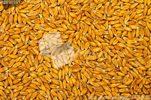 Image of Wheat grain