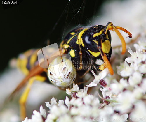 Image of Spider kills a wasp