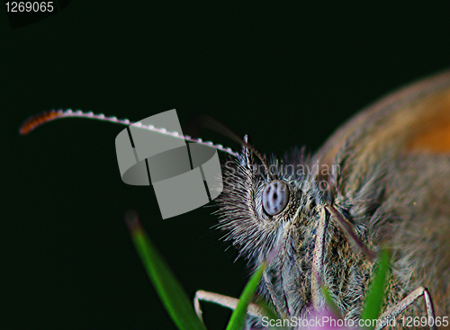 Image of The eye of a butterfly 