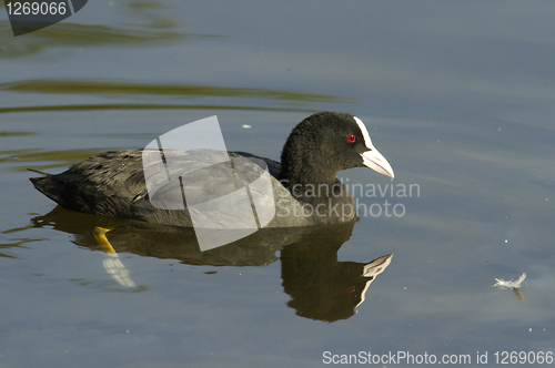 Image of Common Coot. 