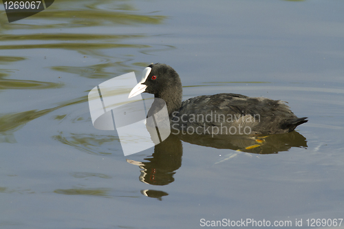 Image of Common Coot. 