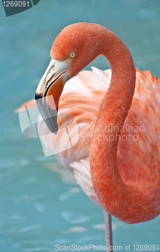 Image of Pink Flamingo.