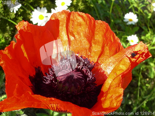 Image of Blooming poppy