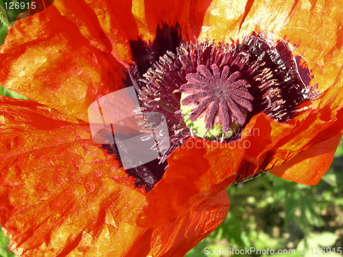 Image of Orange poppy