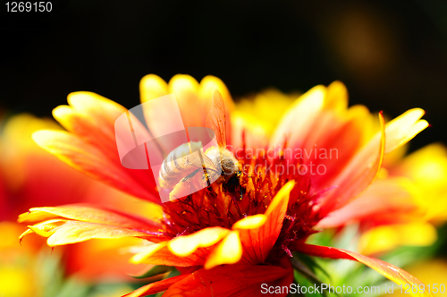 Image of Red and orange flower