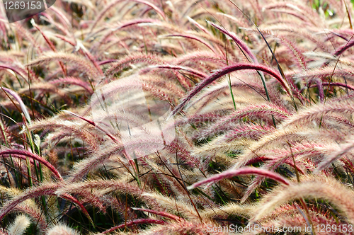 Image of Bristle grass Herb