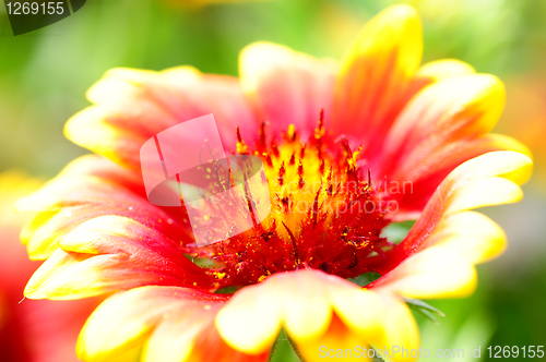 Image of Red and orange flower