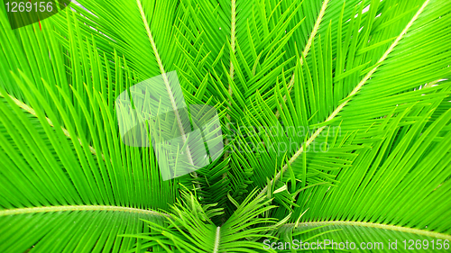 Image of Green Hornbeam leaves