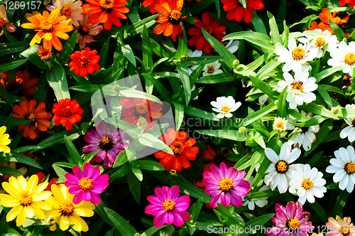 Image of Colorful flowers