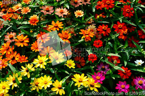 Image of Colorful flowers