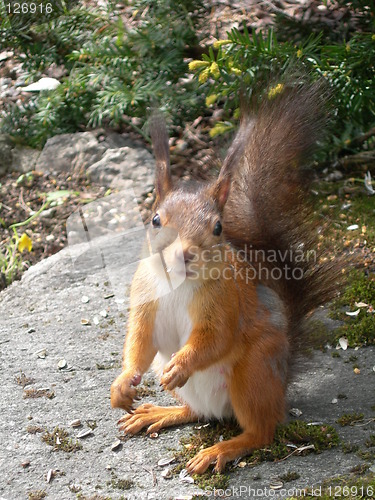 Image of Squirrel