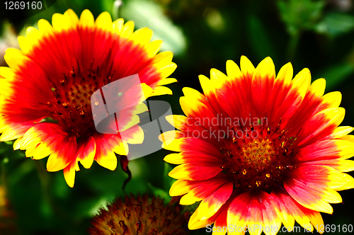Image of Red and orange flower