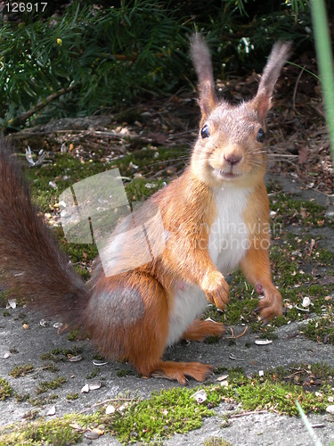 Image of Squirrel