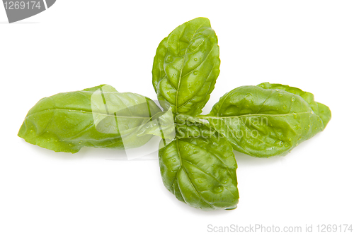 Image of Basil
