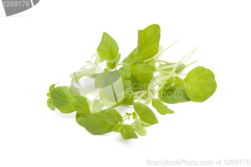 Image of Oregano