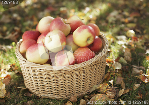 Image of Apples