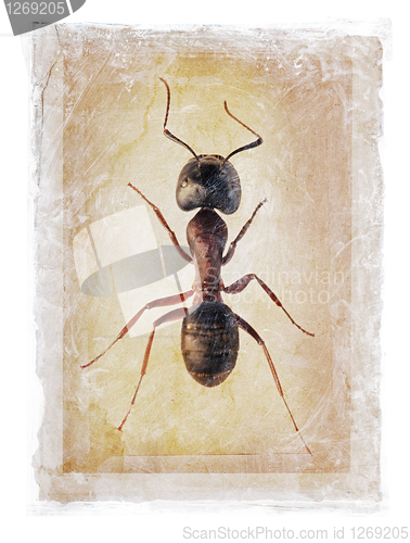 Image of Grunge Ant