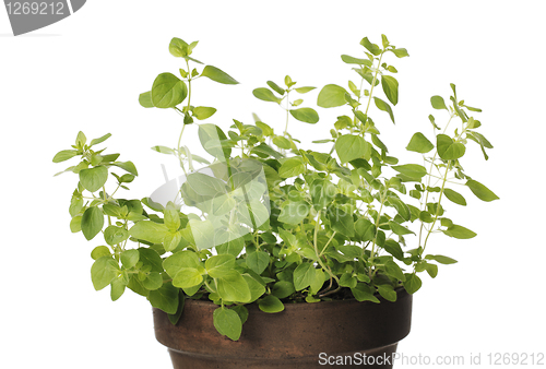 Image of Oregano