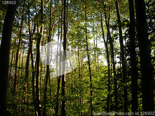 Image of Forest