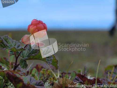 Image of Cloudberry