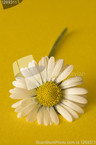 Image of daisy