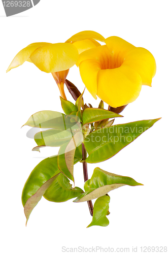 Image of Yellow flowering Mandevilla