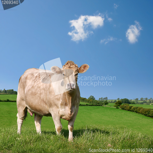 Image of Cow