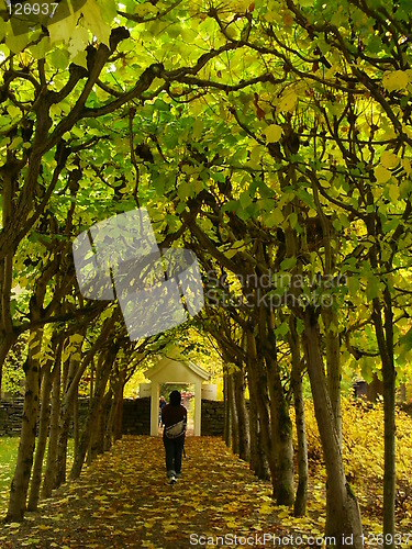 Image of golden autumn