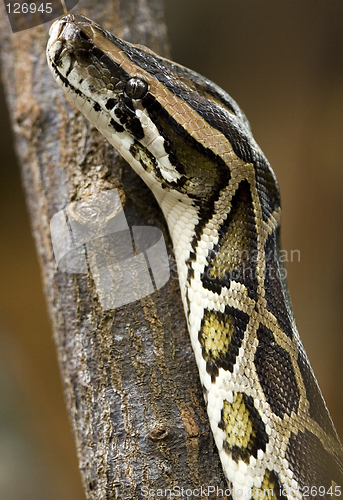 Image of Python