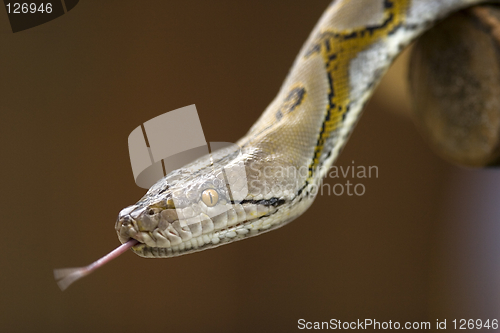 Image of Python