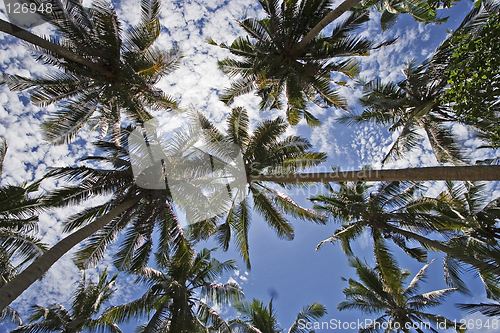 Image of Palm Trees