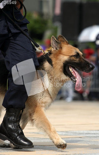 Image of German Shepherd