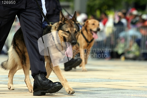 Image of German Shepherd