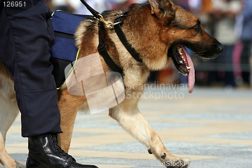 Image of German Shepherd