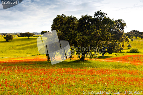 Image of Greenfield at the beginning of spring.