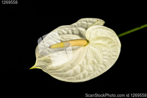 Image of White anthurium.