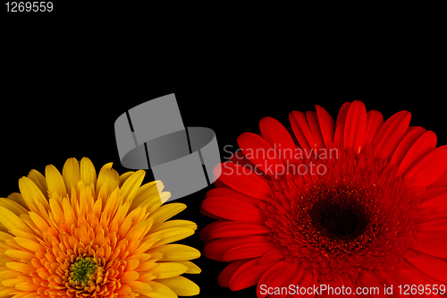 Image of Yellow and red chrysanthemum.