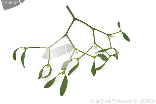 Image of Mistletoe